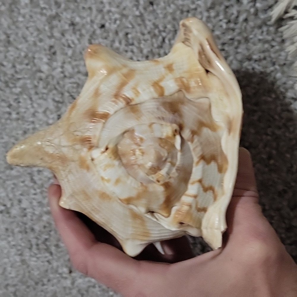 Queen Conch shell - Picture 5 of 6